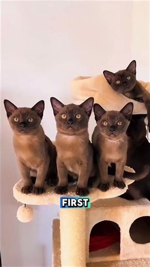 This Cat Will Never Leave You Alone 😭🐾 #burmesecat #funnycats #cats