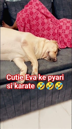 Cutie eva ki pyari si karate 🤣🧿#cutie #funny #evaaurmumma #viralvideo #cutedog #shorts #youtubeshort