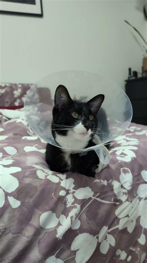 When Momo is feeling poorly he just wants to lie in bed and watch his favorite Disney films