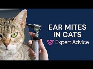 Cat Ear Mites vs Earwax: How to Tell the Difference
