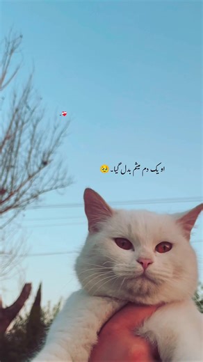 او یک دم میثم بدل گیا۔🥹💔#viral #poetry #fyppp #france #grow