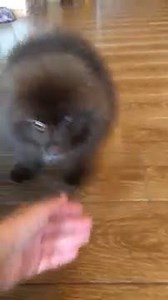 1.7K views · 282 reactions | Chocolate pomeranian puppy ! via Julia Shevchenko | BuzzSharer Pomeranians | Facebook