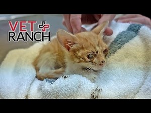 The Saddest Kitten You've Ever Seen