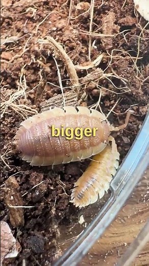 I bought 4 baby roly-poly's