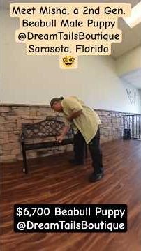 Meet Misha, a 2nd Gen. $6700 Beabull Male Puppy @DreamTailsBoutique Sarasota, Florida🤓