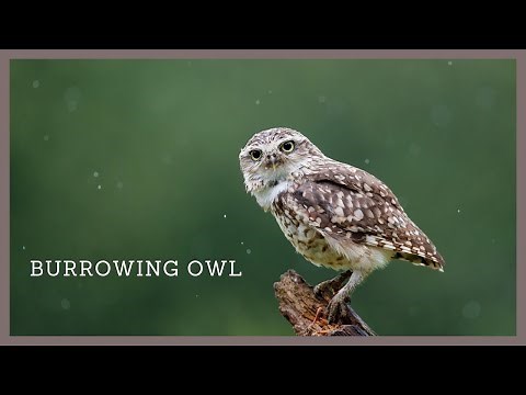 Burrowing owl call - Athene cunicularia