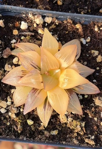 Colorful Haworthias: A Guide to Rare Succulents