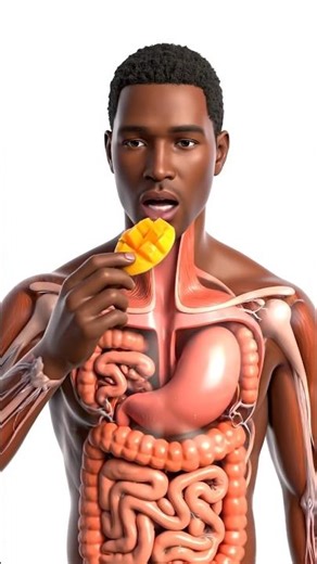 How Mango Is Digested in the Human Body | 3D Realistic Digestion Animation | Medical Visualization