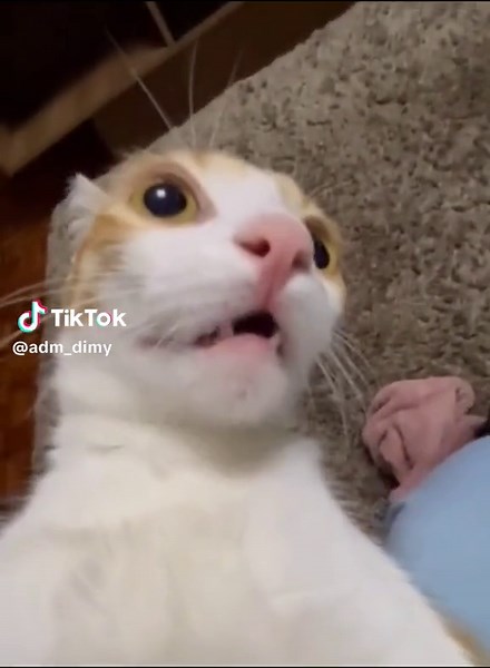 Memes Graciosos de Gatos: Fondos y Videos Divertidos