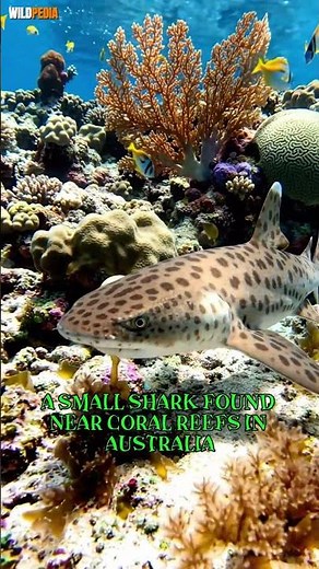 The Shark That Crawls Using Its Fins