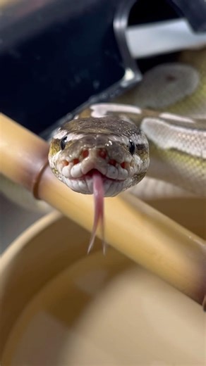 MOCHI | Lesser Axanthic VPI Royal / Ball Python | #feeding #short 🐲🎬 (19.09.25)