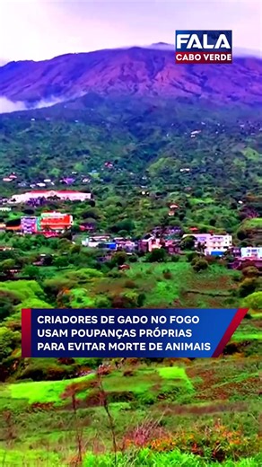 Criadores de gado no Fogo usam poupanças próprias para evitar morte de animais | Fala Cabo Verde