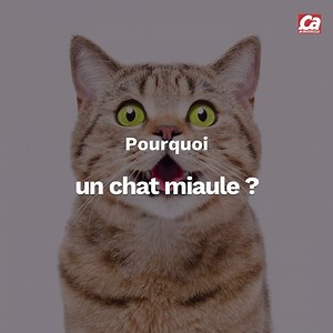 Parfois il feule, roucoule, ronronne, mais ça veut dire quoi ? Quelles émotions, quels messages souhaite faire passer votre chat quand il miaule ? | Ça m'intéresse