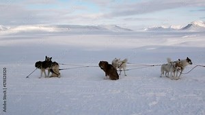 Sled dog team husky Eskimo rest on white snowy road of North Pole in Arctic. Way from Longyearbyen airport Longyear to Pyramid on Spitsbergen on background of glacier mountains of Svalbard in Norway.