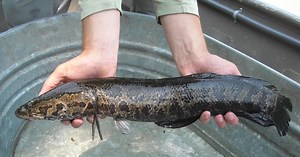 Advisory issued in Pennsylvania for invasive fish that can survive outside of water