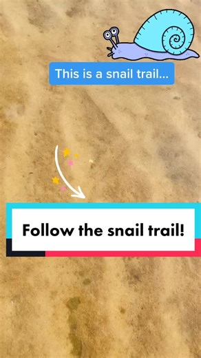 Snail trail! Easy to find! #capecod #ocean #learnontiktok #tiktokpartner #snail