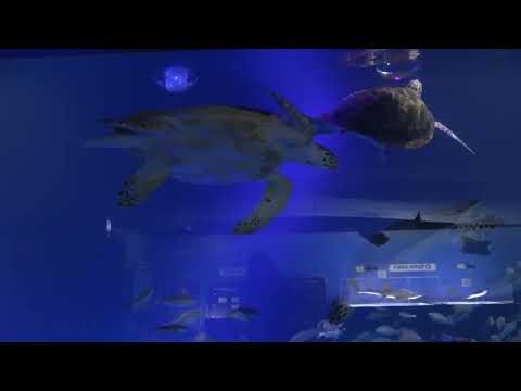 Discrimination abilities: visual test