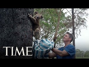 Australia Bushfires: A Koala Who Was Treated For Burns Returns To The Wild