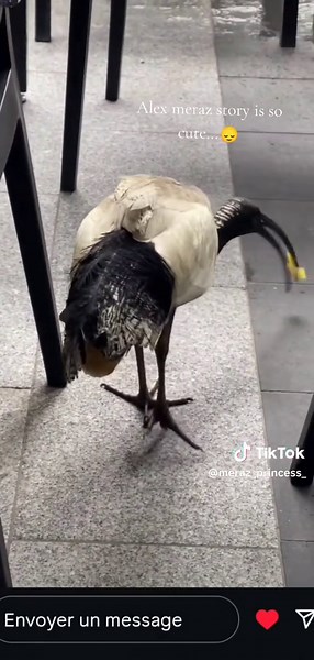 Alex meraz story is so cute..🙂‍↕️ #fyp #edit #paullahote #alexmeraz #editphoto