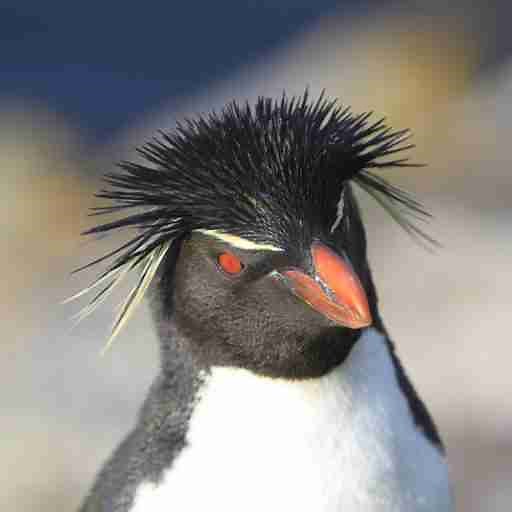 Yellow-eyed Penguins | Penguins International