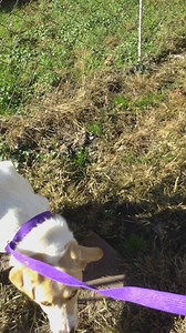 This is Nova, less than a year old. When she came to us she was feral and unable to be touched and running out of options. She is making great progress. Fostering saves lives. | Logan, WV Adoptable Animals-SAFE Animal Rescue | Facebook