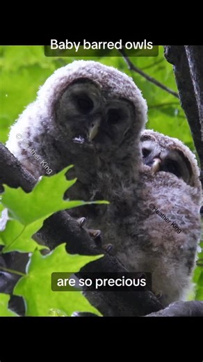 Baby barred owls are so precious! There’s a tragic irony in calling this a “management strategy”: the very Spotted Owls that are being “saved” were themselves pushed to the brink by decades of logging and habitat destruction. While their forests were clear-cut, Barred Owls quietly expanded into those now-fragmented territories. Instead of restoring the land, the proposed solution is to murder 500,000Barred Owls — including babies— under the guise of restoring balance. This is not conservation. T