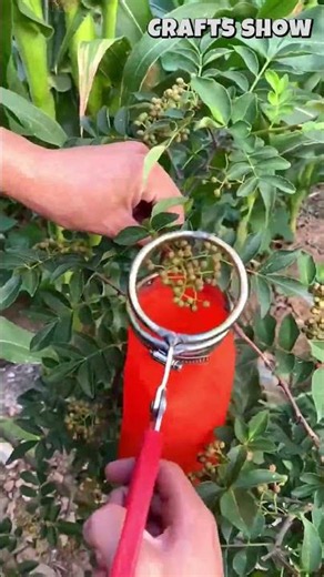 🍒✨ing and Bag Berry Harvesting Tool