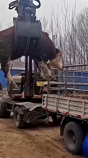 A Sad Reality Behind Livestock Transport