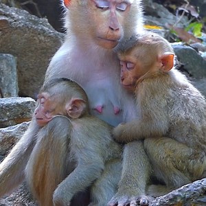 Lovely baby monkey Rainbow and baby adoption sleeping with mummy very well | Monkey Noble