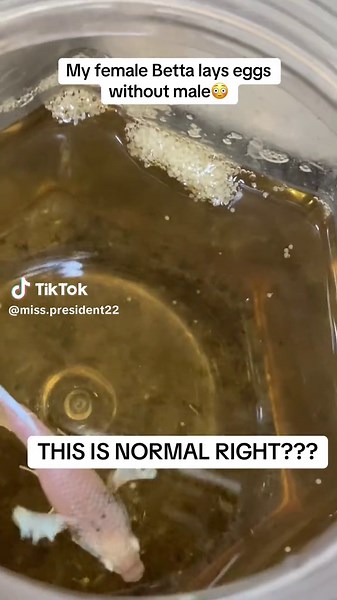 Female Betta Lays Eggs Without Male: What to Expect