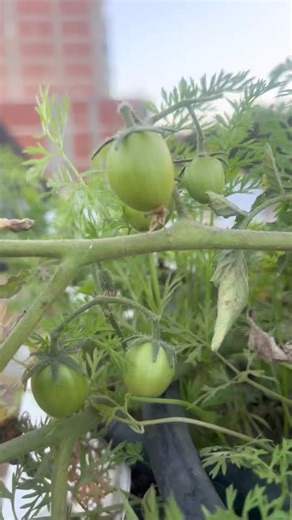 Bioselva on Instagram‎: "ثمار الطماطم من إنتاج ابراج (SELVA TOWER) Tomato harvest produced by (SELVA TOWER) Vertical farming systems."‎
