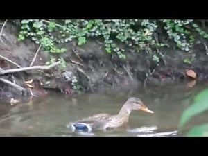 Turtle grabbing duck