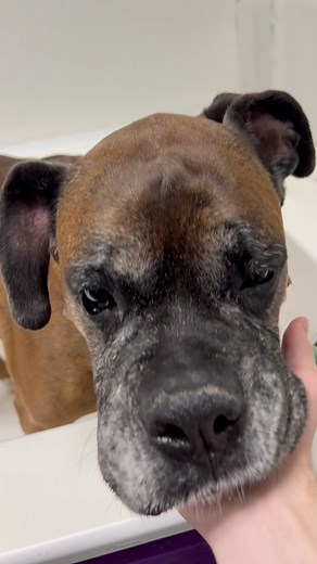 Meet Draco, the Boxer Dog with a Unique Name