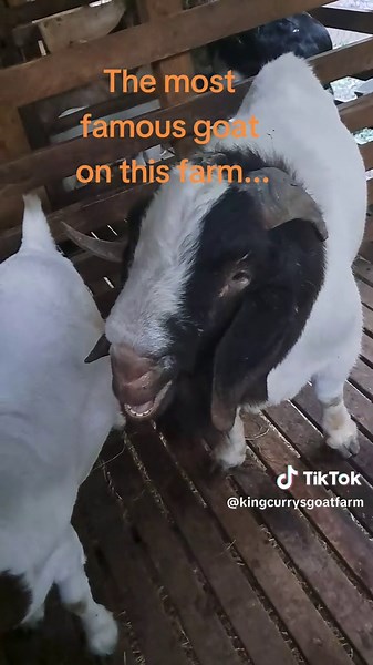 #magnum #famousgoat #biggoats #kingcurrysgoatfarm 917 593 6660
