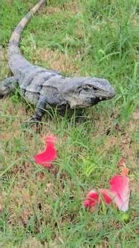 Iguana eating flowers