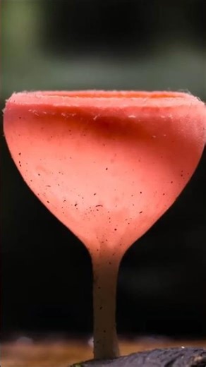 Web Of Life #nature #Fungi #Mushrooms#TimeLapse