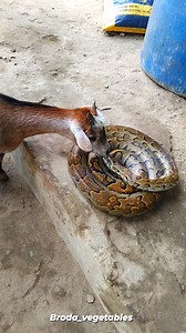 4.8M views · 39K reactions | A very big python | broda_vegetables | Facebook