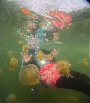 The Octopus Jellyfish of Lake Shiraishi || ViralHog