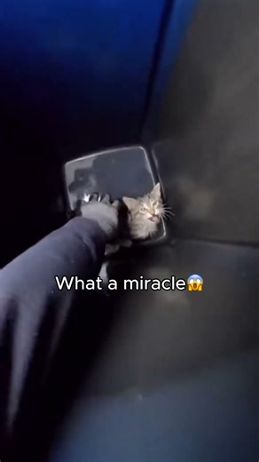 He found a kitten in the trash bin! (AI)