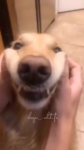 Adorable Dogs in Various Colors and Breeds