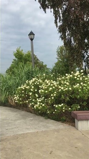 Windsor lake, one side of the lake is Canada and the other side is USA#canada #lake #nature