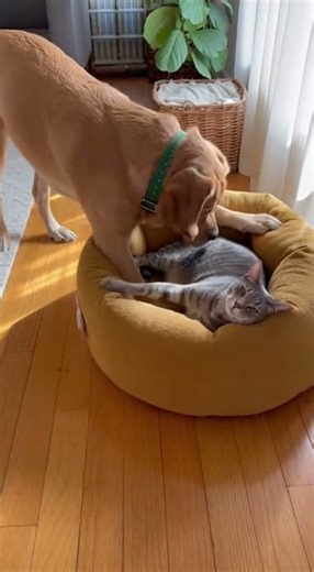 Cat Steals Dog’s Bed and Refuses to Move | Funny Pet Fight Moment” #cat #funnyanimals #funny #cute