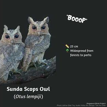 Singapore Birds Project - Sunda Scops Owl