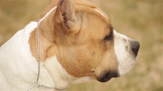 American Staffordshire terrier: A dog lover's introduction