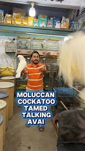 7.4K views · 269 reactions | Moluccan cockatoo Tamed Talking available at #Mashallahparrothouse #karachi | Atta Ur Rehman | Facebook