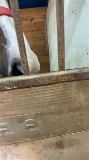 This is what it is all about | Martin Show Horses