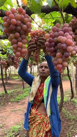 Fresh Grapes Harvest | Farm to Basket | Satisfying Harvest