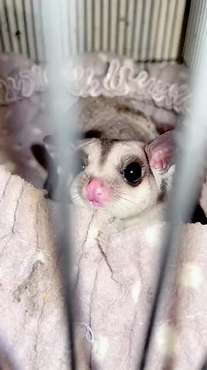 Adorable Pet Sugar Glider Compilation