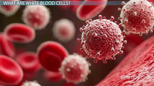 White Blood Cells | Shape, Function & Types