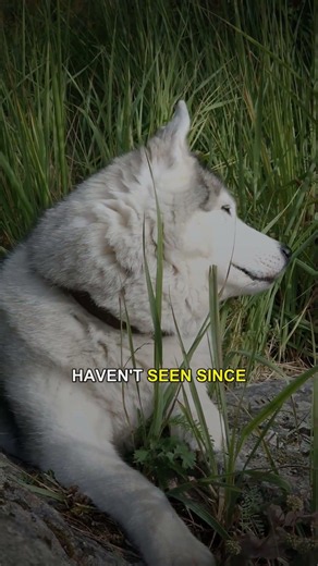 Dire Wolves Are Back After 10,000 Years - Real 2025 Science